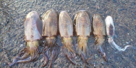 アオリ狙いで数か所釣行