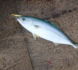 シーバサーinエギンガー