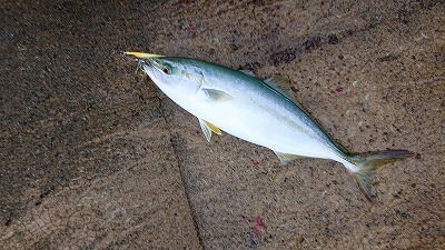 シーバサーinエギンガー