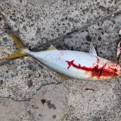 夕まづめにショアジギング