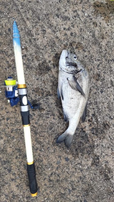 良型チヌ GET