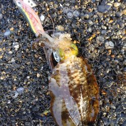 秋アオリイカエギング