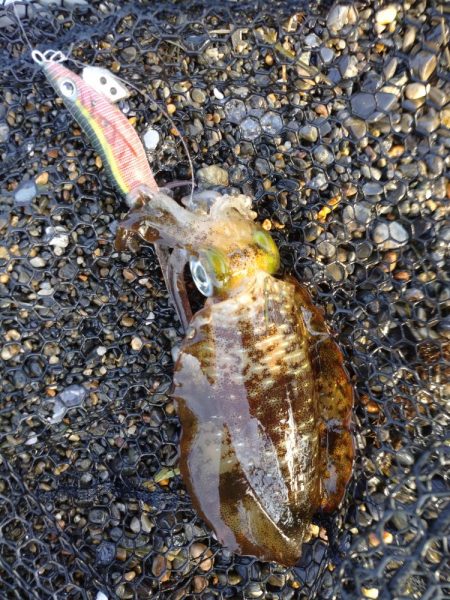 秋アオリイカエギング