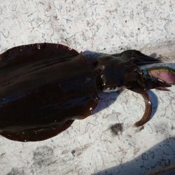 手漕ぎボートエギング