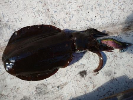 手漕ぎボートエギング