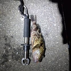 食べれるサイズ