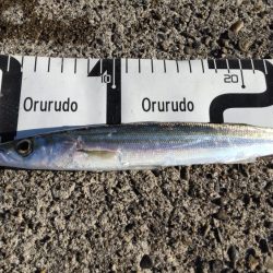 磯釣りできずのカマス