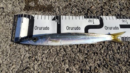 磯釣りできずのカマス