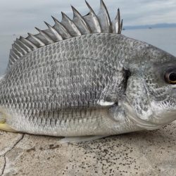 アジはいません