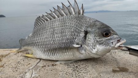 アジはいません