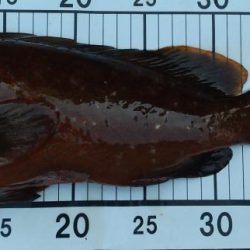 キジハタ　イワシ沸きあり