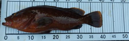 キジハタ　イワシ沸きあり