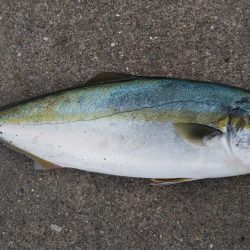 秋の青物シーズン開幕