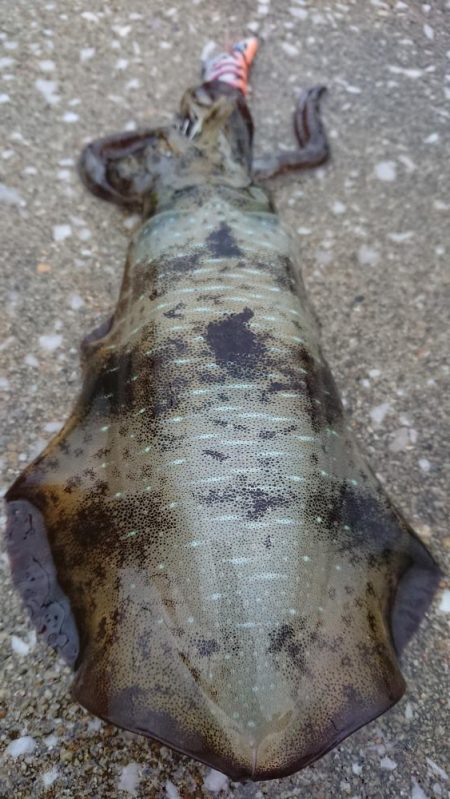 対馬エギング釣果