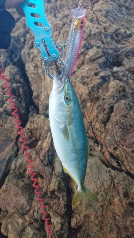 トップでツバス