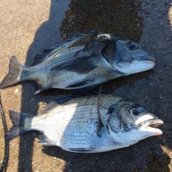 子供と家島フカセ