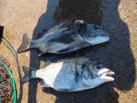 子供と家島フカセ