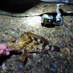 アオリはまだ小さい