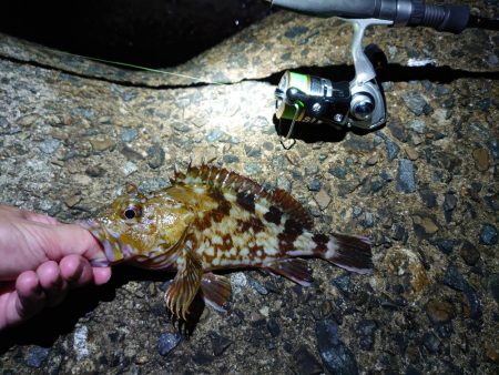 アオリはまだ小さい