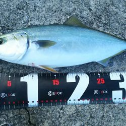 青物祭りへ参加