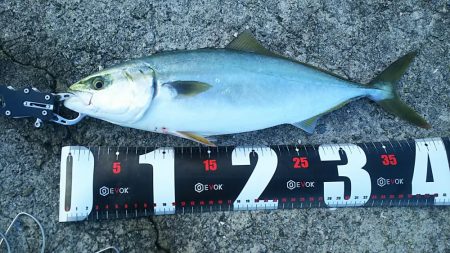 青物祭りへ参加