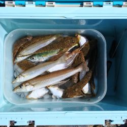 キス釣り ガッチョが多い