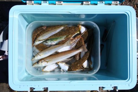 キス釣り　ガッチョが多い