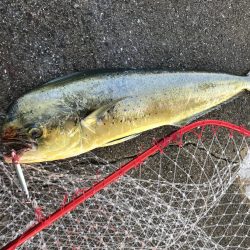 まさかのシーラ