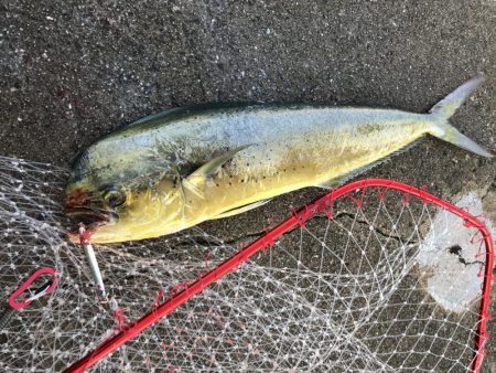 まさかのシーラ