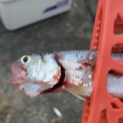 ウルトラライトジギング