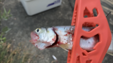 ウルトラライトジギング