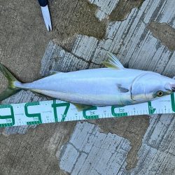 グッドコンディションのメジロ