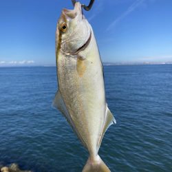 マイワシ大群乱舞するが