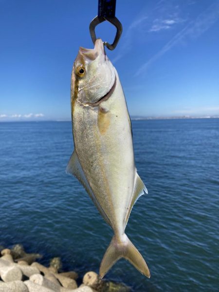 マイワシ大群乱舞するが