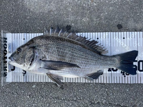 イチノ兄弟、釣果！