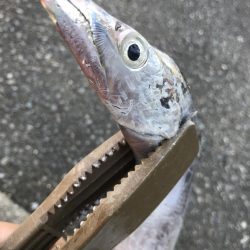 朝マズメの太刀魚釣り
