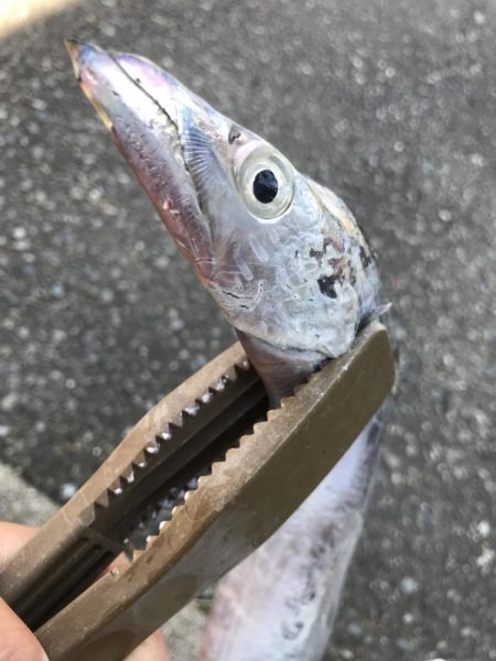朝マズメの太刀魚釣り