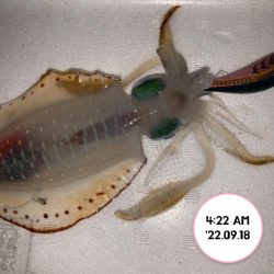 エギング堤防朝まづめ