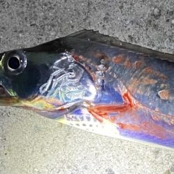 太刀魚釣り