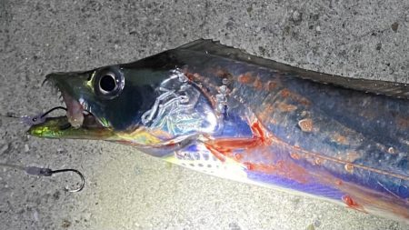 太刀魚釣り