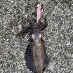 台風まえの晴天