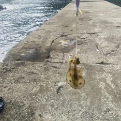 今年初エギング