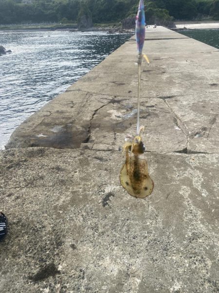 今年初エギング