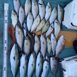 蒲生田周辺でシオ