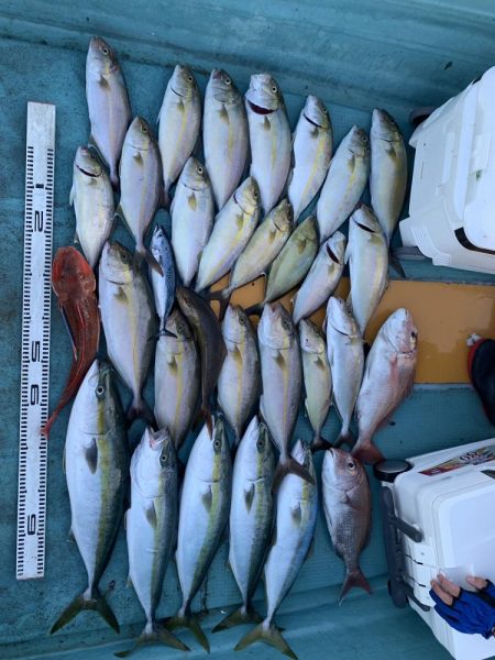 蒲生田周辺でシオ