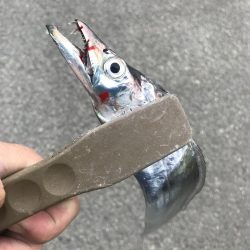 朝の太刀魚釣り