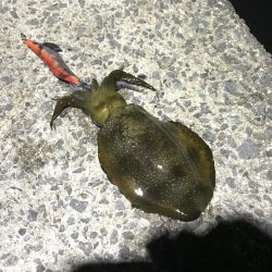 アオリイカ新子とシーラ