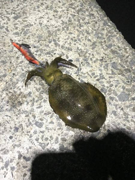 アオリイカ新子とシーラ