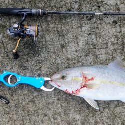 本命のアジが釣れないんでネイリに変更