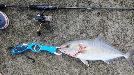 本命のアジが釣れないんでネイリに変更